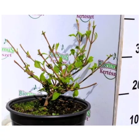 Redős levelű bangita Viburnum plicatum Mariesii K5 30/40