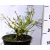 Redős levelű bangita Viburnum plicatum Mariesii K5 30/40