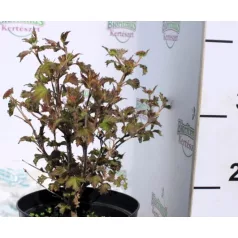 Ázsiai bangita Viburnum sargentii Onondaga K3 30/+