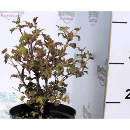 Ázsiai bangita Viburnum sargentii Onondaga K3 30/+