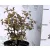 Ázsiai bangita Viburnum sargentii Onondaga K3 30/+