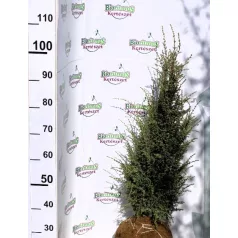 Oszlopos ír boróka Juniperus communis Sentinel FL 80/100