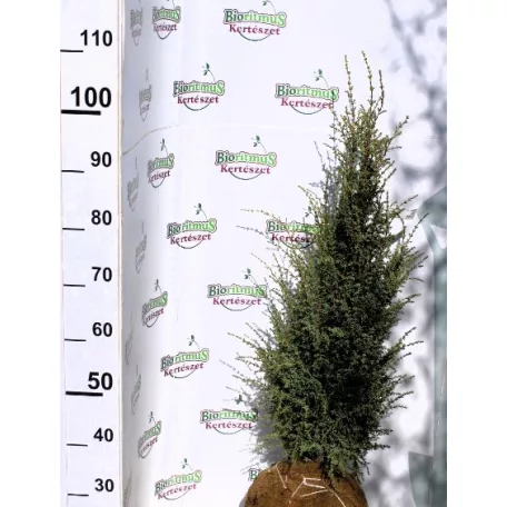 Oszlopos ír boróka Juniperus communis Sentinel FL 80/100