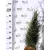 Oszlopos ír boróka Juniperus communis Sentinel FL 80/100