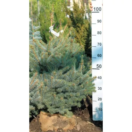 Balaton ezüstfenyő Picea pungens Balaton Fl 80/100