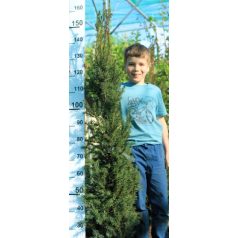 Oszlopos tiszafa Taxus baccata Fastigiata FL 125/150