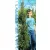 Oszlopos tiszafa Taxus baccata Fastigiata FL 125/150