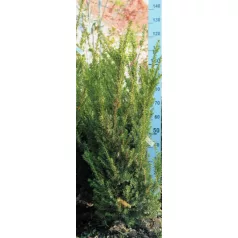 Oszlopos tiszafa (hímivarú) Taxus media Hillii Fl 100/125