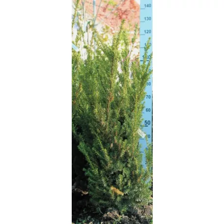 Oszlopos tiszafa (hímivarú) Taxus media Hillii Fl 100/125