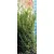Oszlopos tiszafa (hímivarú) Taxus media Hillii Fl 100/125