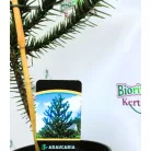 Chilei araukária Araucaria araucana P19