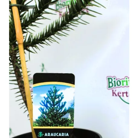Chilei araukária Araucaria araucana P19