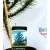 Chilei araukária Araucaria araucana P19