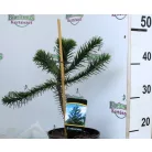 Chilei araukária Araucaria araucana P19