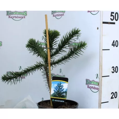 Chilei araukária Araucaria araucana P19