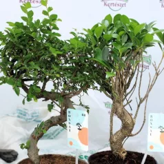 Bonsai válogatás Bonsai in varieties P16