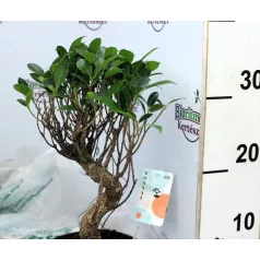 Bonsai válogatás Bonsai in varieties P16