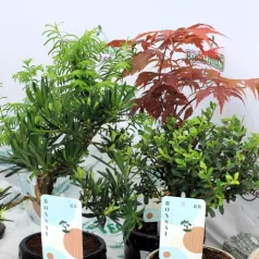 Bonsai válogatás Bonsai in varieties  P12