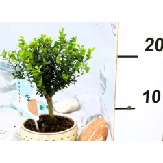 Bonsai válogatás Bonsai in varieties  P12
