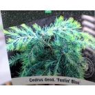 Kék terülő himalájai cédrus Cedrus deodara Feelin Blue P21