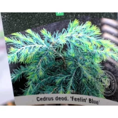   Kék terülő himalájai cédrus Cedrus deodara Feelin Blue P21