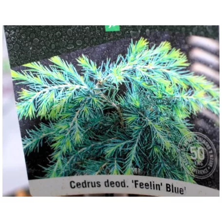 Kék terülő himalájai cédrus Cedrus deodara Feelin Blue P21