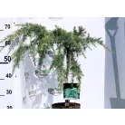 Kék terülő himalájai cédrus Cedrus deodara Feelin Blue P21