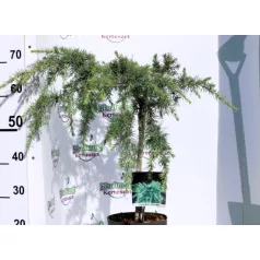   Kék terülő himalájai cédrus Cedrus deodara Feelin Blue P21