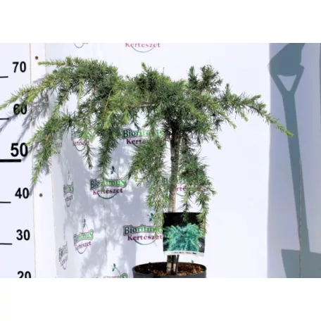 Kék terülő himalájai cédrus Cedrus deodara Feelin Blue P21