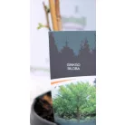 Páfrányfenyő Ginkgo biloba P19