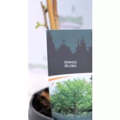 Páfrányfenyő Ginkgo biloba P19