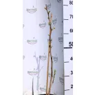 Páfrányfenyő Ginkgo biloba P19