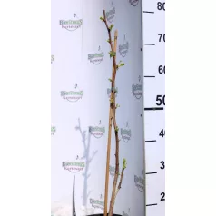 Páfrányfenyő Ginkgo biloba P19