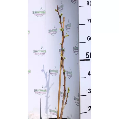Páfrányfenyő Ginkgo biloba P19