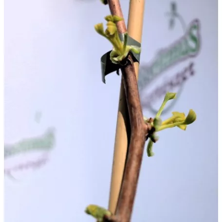 Páfrányfenyő Ginkgo biloba P19