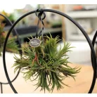 Bromélia gyűrűs állványon Tillandsia Ring mix P17