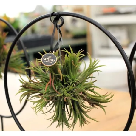 Bromélia gyűrűs állványon Tillandsia Ring mix P17