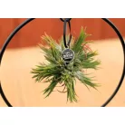 Bromélia gyűrűs állványon Tillandsia Ring mix P17