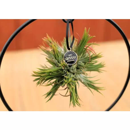 Bromélia gyűrűs állványon Tillandsia Ring mix P17