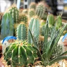 Kaktusz beültetés tálban CACTUS ARRANGEMENT PL.POT P20