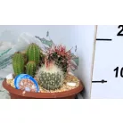 Kaktusz beültetés tálban CACTUS ARRANGEMENT PL.POT P20