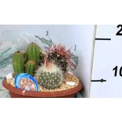 Kaktusz beültetés tálban CACTUS ARRANGEMENT PL.POT P20