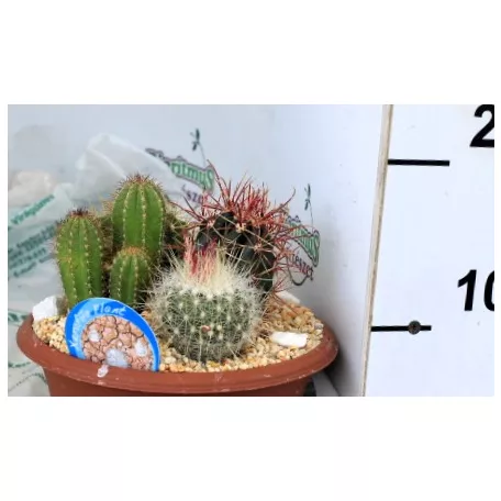 Kaktusz beültetés tálban CACTUS ARRANGEMENT PL.POT P20
