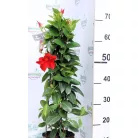 Tölcsérjázmin Dipladenia Mandevilla Fushion Bloom Selection
