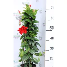   Tölcsérjázmin Dipladenia Mandevilla Fushion Bloom Selection