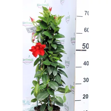 Tölcsérjázmin Dipladenia Mandevilla Fushion Bloom Selection