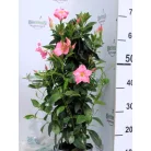 Tölcsérjázmin Dipladenia Mandevilla Fushion Bloom Selection