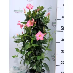   Tölcsérjázmin Dipladenia Mandevilla Fushion Bloom Selection