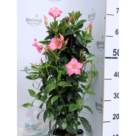 Tölcsérjázmin Dipladenia Mandevilla Fushion Bloom Selection