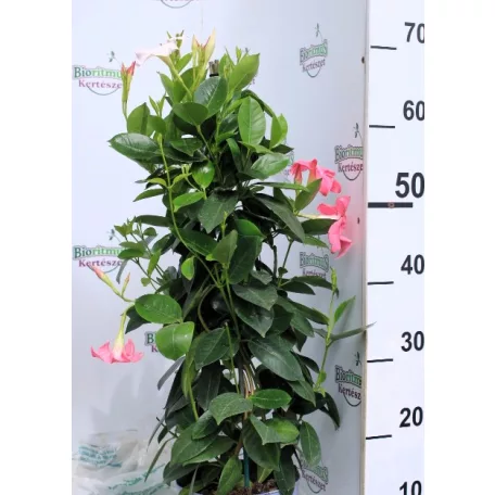Tölcsérjázmin Dipladenia Mandevilla Fushion Tricolor Bloom Selection